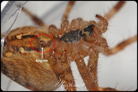 Araneus diadematus