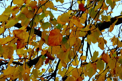 Feuilles d'automne ! 