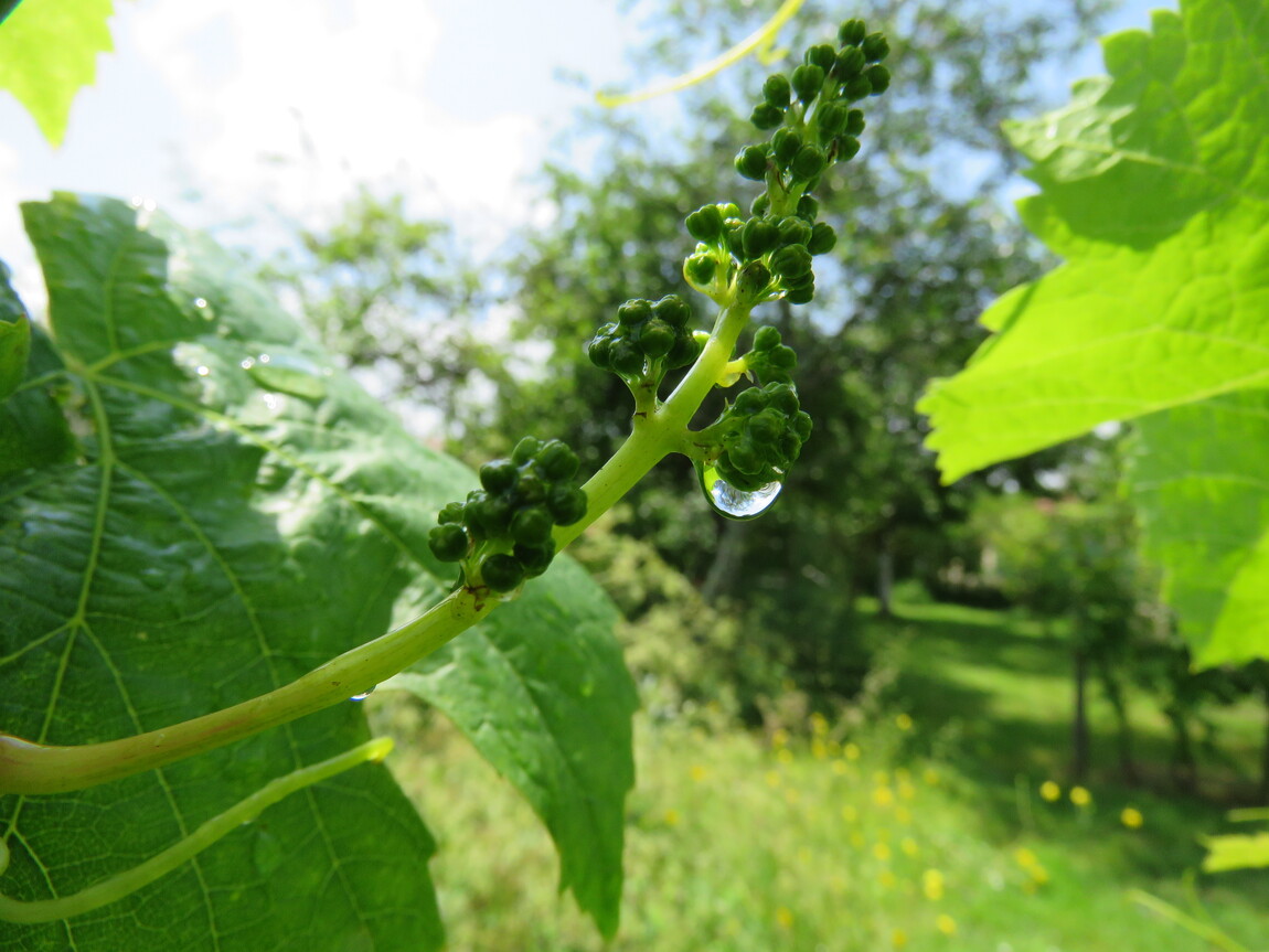 vigne et perles de pluie 