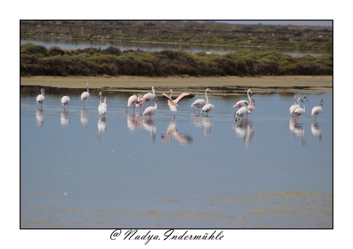 Flamand rose