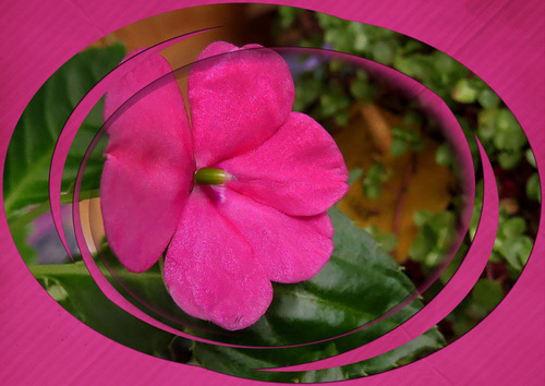  Impatiens ''Marie-Louise''