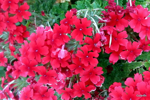 Mes fleurs rouges