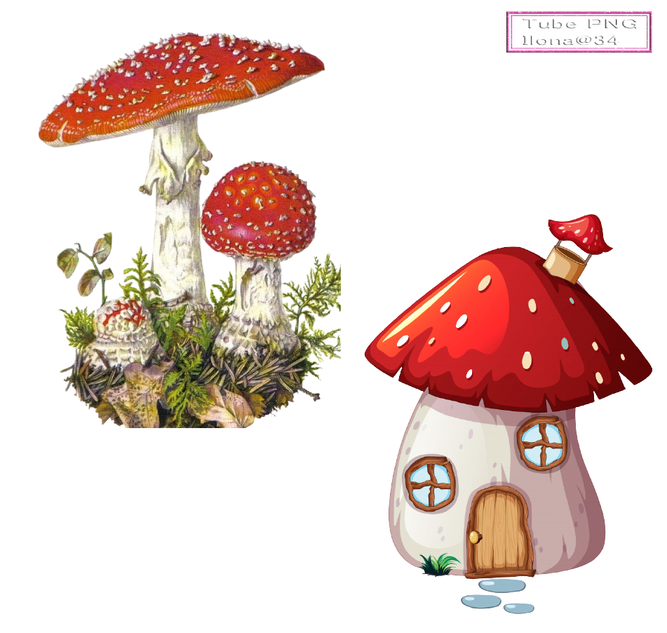 illustration de champignon