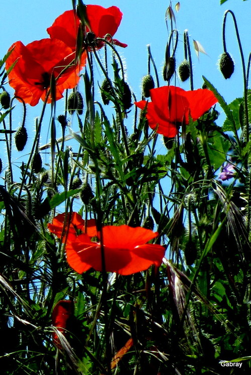 Les coquelicots du mois de mai !