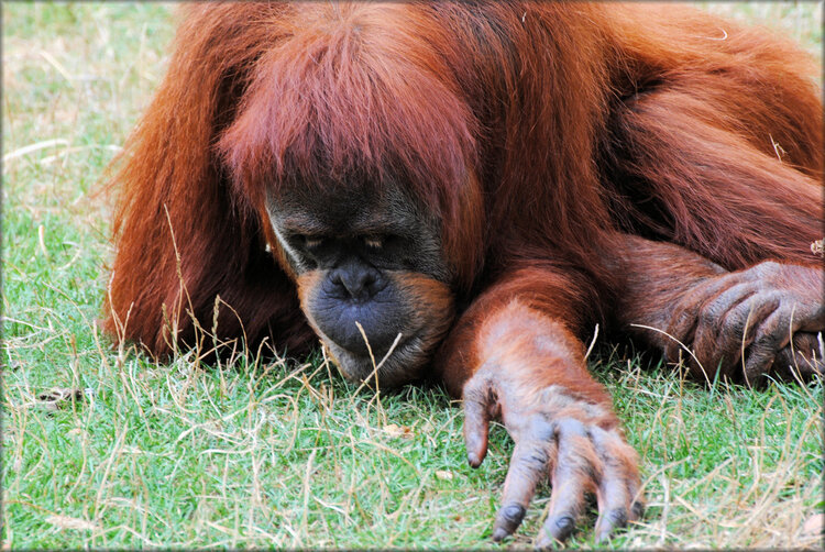 Photo d'Orang Outan - Zoo de la Boissière du Doré