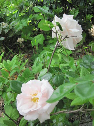 Rosier grimpant rose pâle ' New Dawn ' ( Wichuraiana )