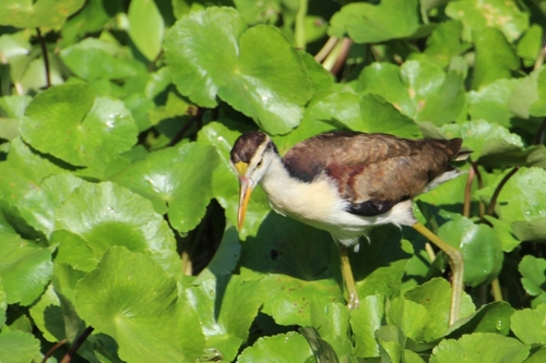 Tortuguero (Costa Rica) suite