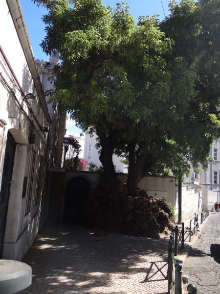 Autres participations au Café Thé n° 115 - Au pied de mon arbre...