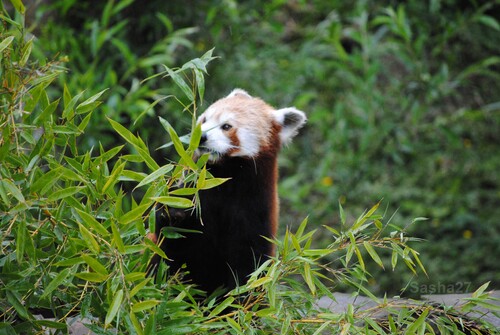 (26) Ying, le panda roux