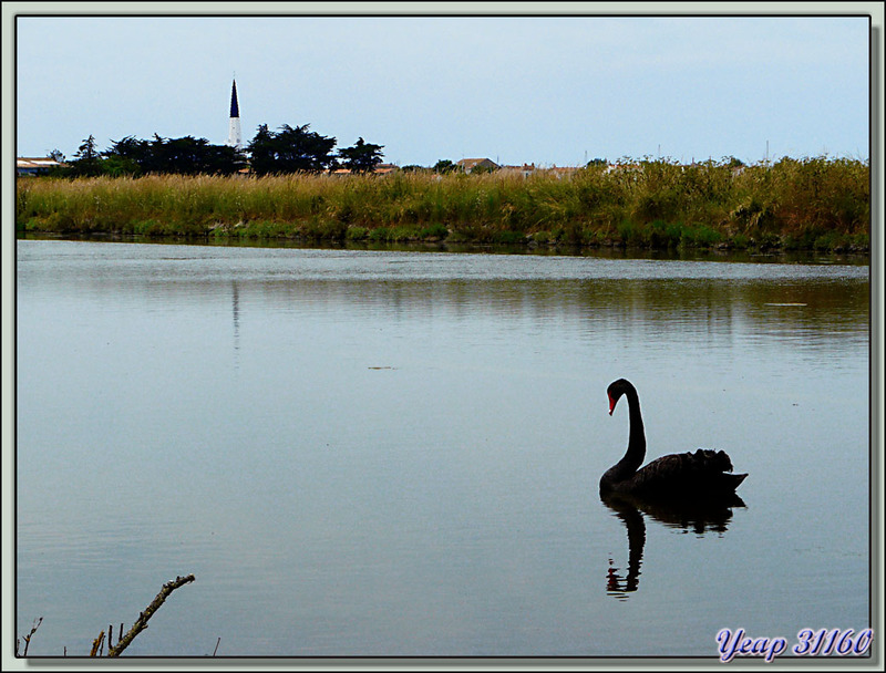 Cygne noir (Cygnus atratus) - Ars-en-Ré - Île de Ré - 17