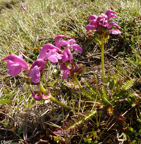 Pedicularis pyrenaica  -  pédiculaire des Pyrénées