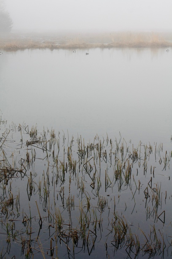 Balade "d'avant" au bord du lac : brume - 9