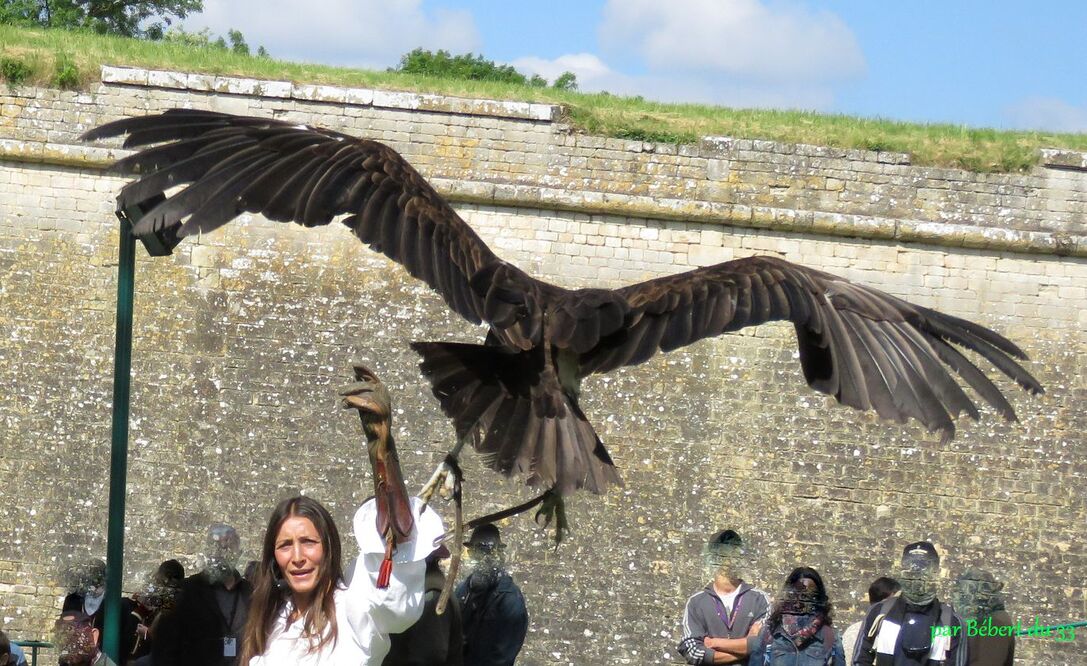 un autre rapace à Blaye 