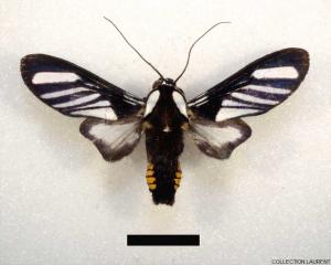 Ripha