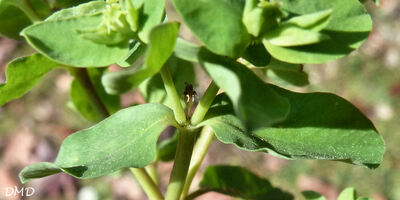 Euphorbia peplus - euphorbe des jardins