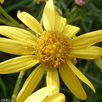 Senecio inaequidens - séneçon du Cap