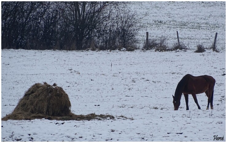 Sous un mince manteau de neige 2/2.