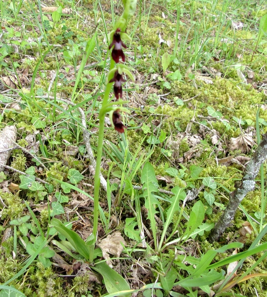 Une sortie botanique avec l'association mycologique du Châtillonnais...