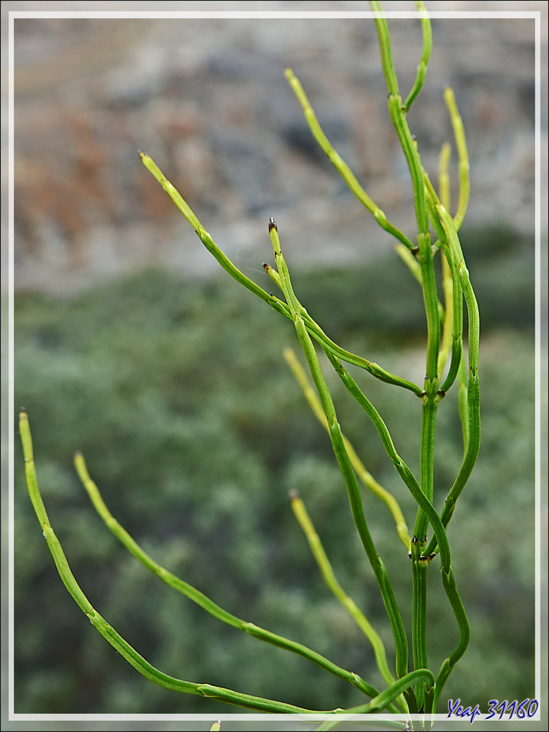 Probablement Prêle panachée, Variegated Horsetail (Equisetum variegatum) - Kangerlussuaq - Groenland