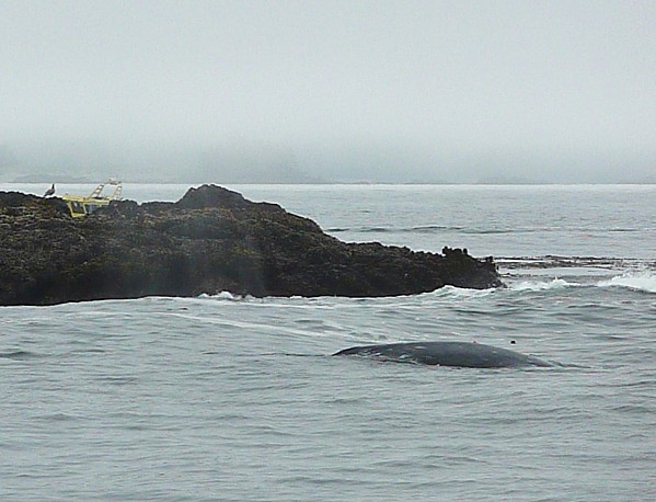 Jour 26 Tofino croisière baleine dos