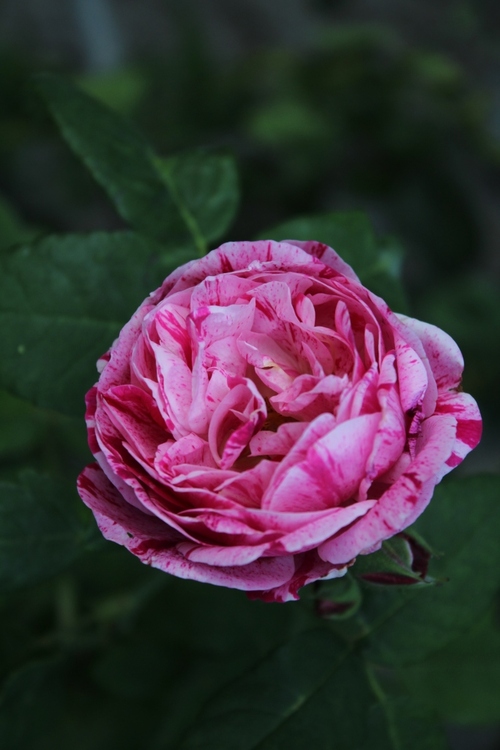 Roses accompagnées de vivaces