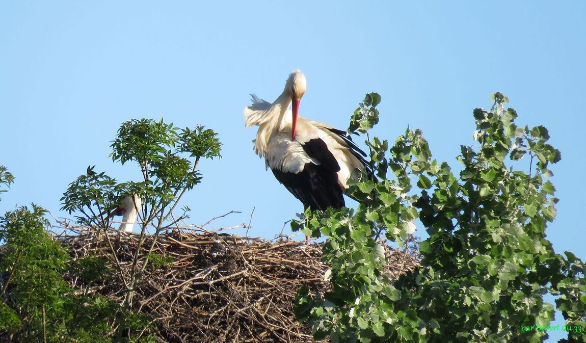 cigognes au nid