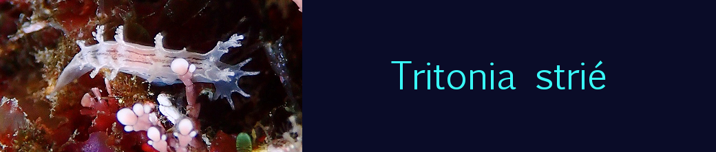 tritonia strié