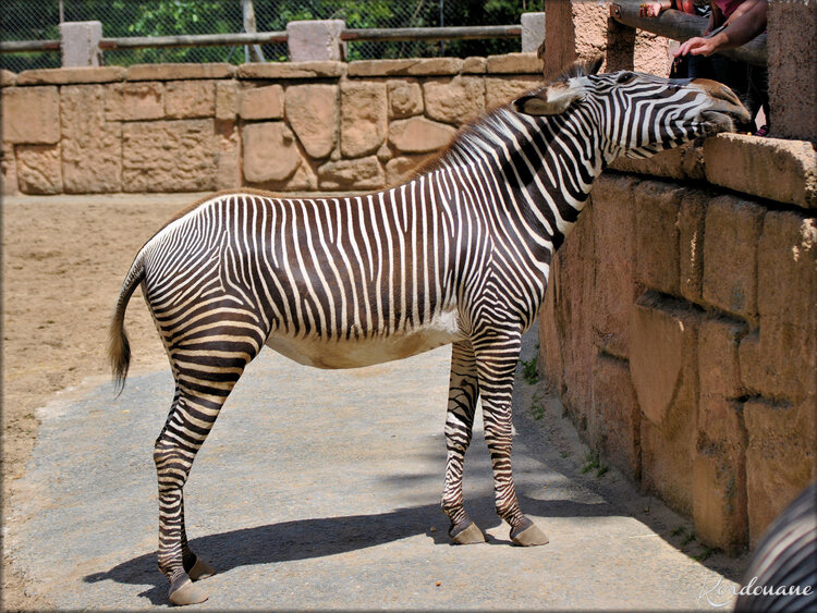 Photo Zèbre de Grevy du Zoo de la Palmyre