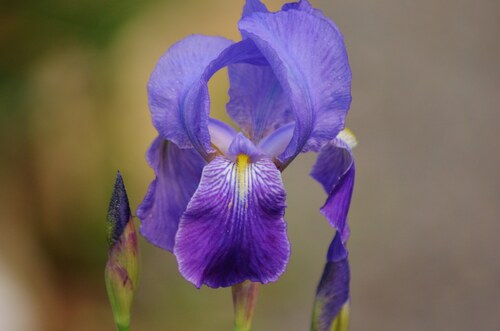 jardin fleuri