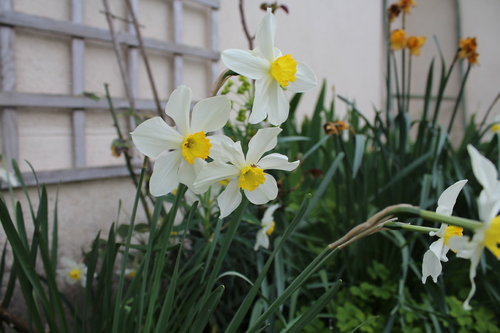 Encore des fleurs