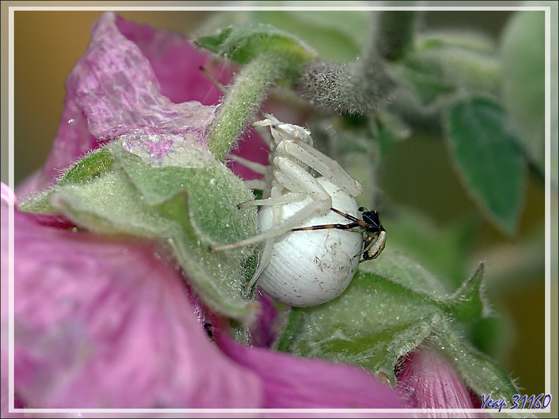 Madame et Messieurs Araignées crabes Thomise variable (Misumena vatia) - Lartigau - Milhas - 31