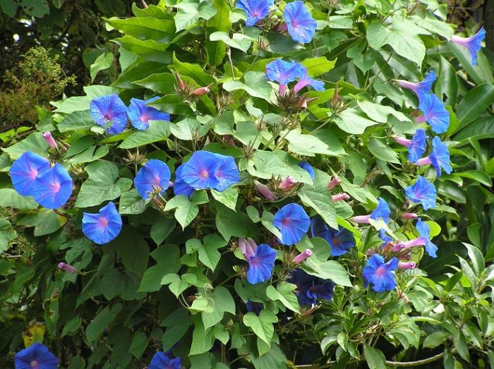 Des fleurs qui feront de votre jardin un paradis bleu