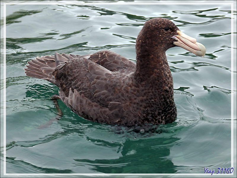 Pétrel géant juvénile, Southern Giant Petrel (Macronectes giganteus) - Cooper Bay - Géorgie du Sud