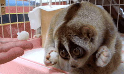 GIFS ANIMES ANIMAUX DIVERS