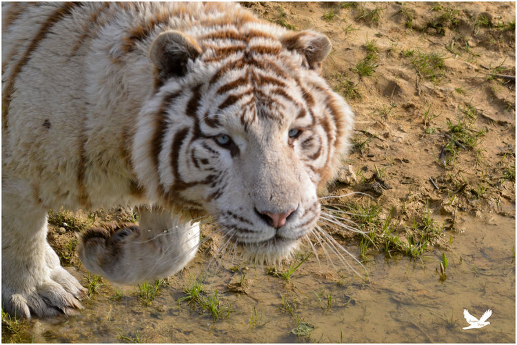  - tigres blancs au parc des félins (S&M)