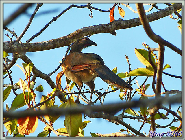 Blog de images-du-pays-des-ours : Images du Pays des Ours (et d'ailleurs ...), Ortalide à tête grise (Ortalis cinereiceps) - Dominical - Costa Rica