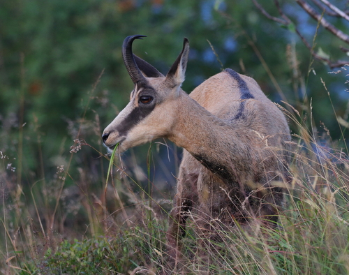 Chamois