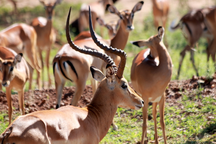 Impala mâle