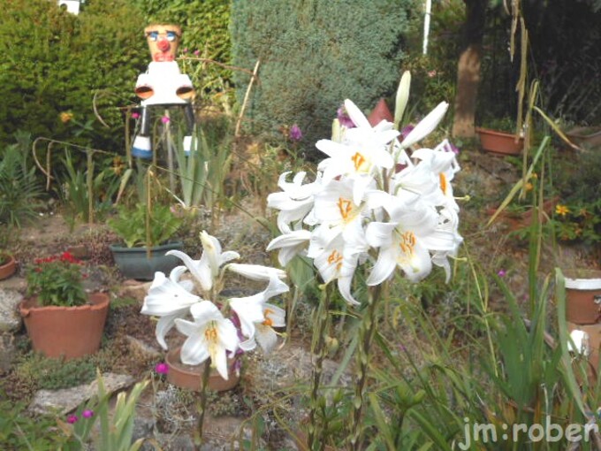 Le jardin et le déchainement des couleurs 