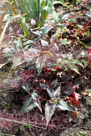 Muhlenbergia capillaris, Persicaria microcephala 'Red Dragon'