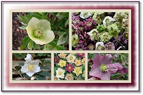 hellebore-montage.jpg