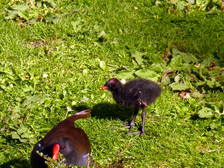 Poussin d'eau