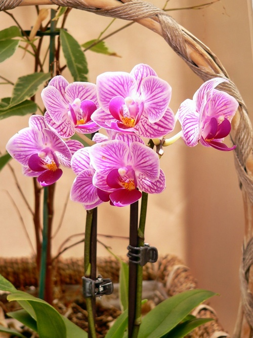 phalaenopsis miniature