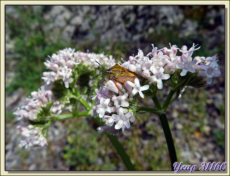 Valériane officinale ou "herbe à chat" (Valeriana officinalis) - Camarade - 09  (Flore)