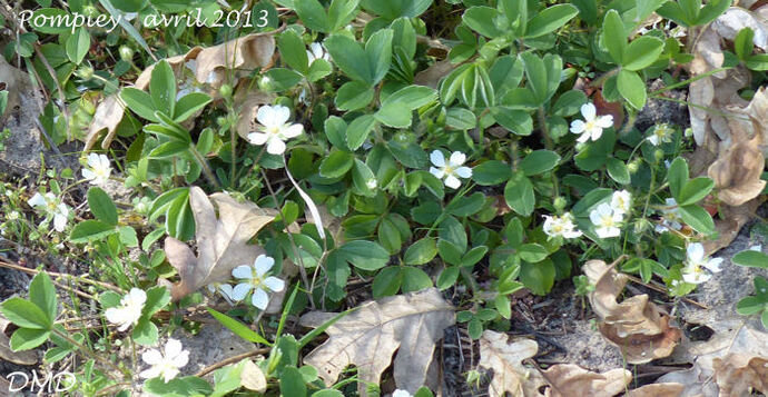 Potentilla montana  -  potentille des montagnes