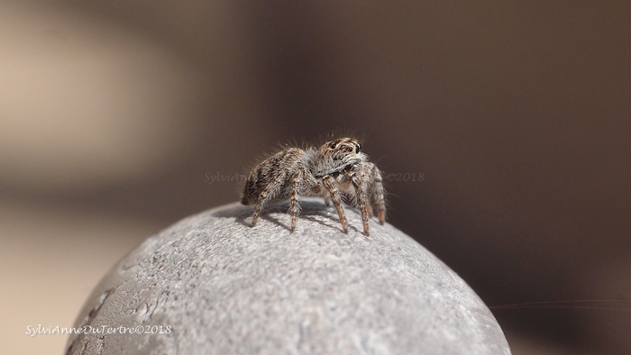 Araignée sauteuse