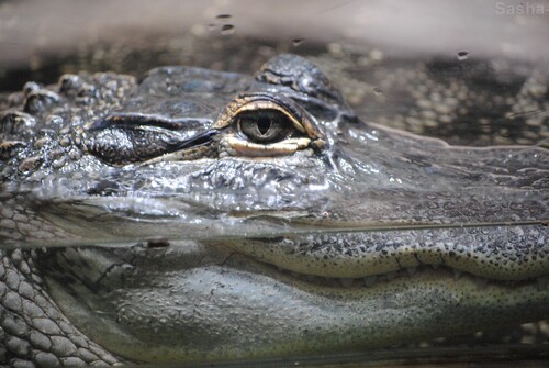 (1) L'alligator du Mississippi.