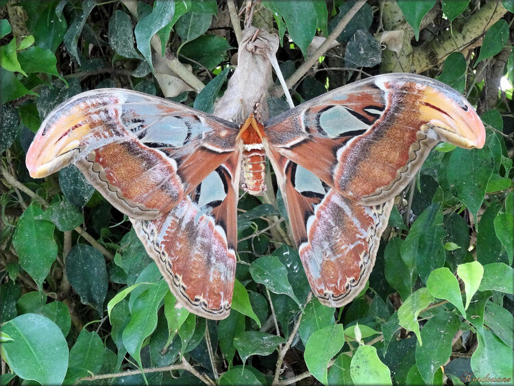 Photo de papillon Attacus Atlas (Ile aux papillons)