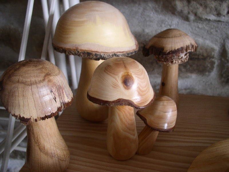 779 - Quand le bois devient champignons !
