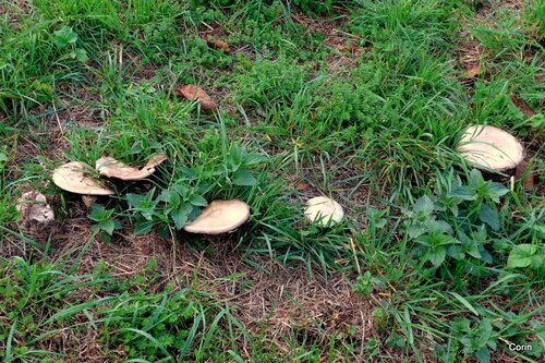 Des champignons dans un pré